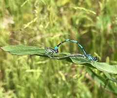 Coenagrion johanssoni