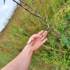 Rhamphospermum nigrum