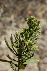 Galatella biflora