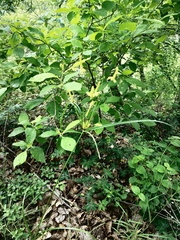 Cyperus hermaphroditus