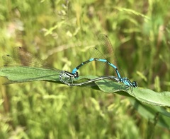 Coenagrion johanssoni