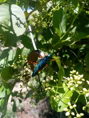 Plinthocoelium chilense