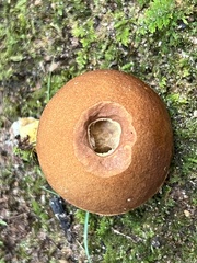 Aureoboletus roxanae