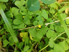 Oxalis stricta