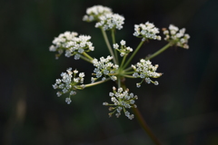 Peucedanum cervaria