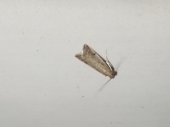 Ephestia elutella