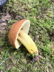 Aureoboletus roxanae