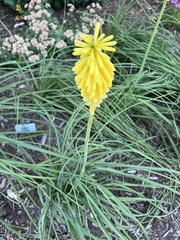 Kniphofia
