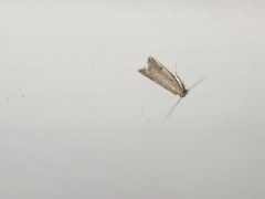 Ephestia elutella