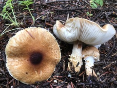 Lepiota magnispora