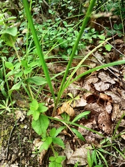 Cyperus hermaphroditus