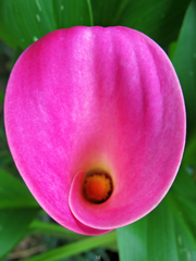 Zantedeschia albomaculata