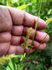 Cyperus hermaphroditus