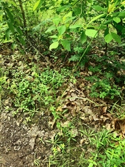 Cyperus hermaphroditus