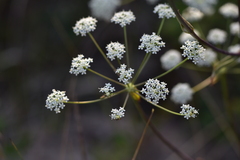 Peucedanum cervaria