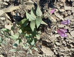 Nothochelone nemorosa