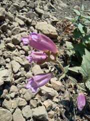 Nothochelone nemorosa