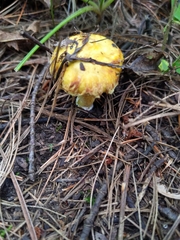 Suillus americanus