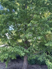 Metasequoia