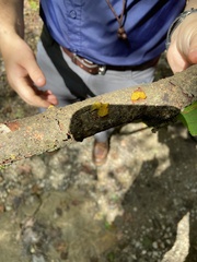 Tremella mesenterica