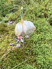 Eriophorum virginicum
