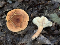 Lactifluus volemus