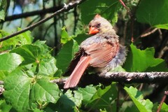 Cardinalis cardinalis