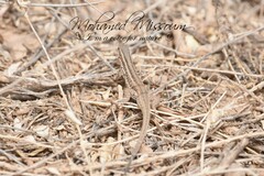 Ophisops occidentalis