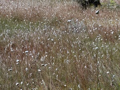 Eriophorum virginicum