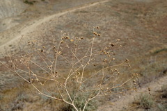 Rumia crithmifolia