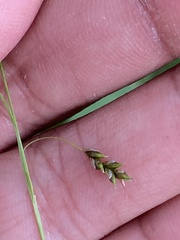 Carex capillaris