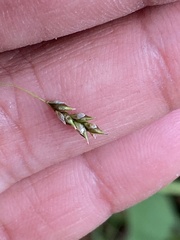 Carex capillaris