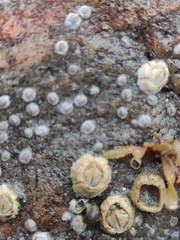 Semibalanus balanoides