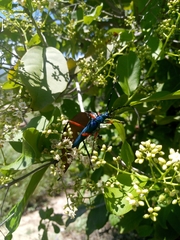 Plinthocoelium chilense