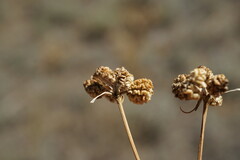 Rumia crithmifolia