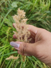 Calamagrostis epigejos