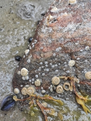 Semibalanus balanoides