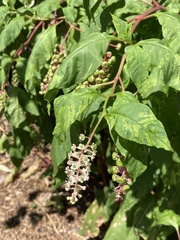 Phytolacca americana