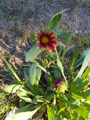 Gaillardia aristata