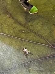 Hentzia
