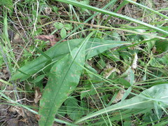 Pulmonaria angustifolia