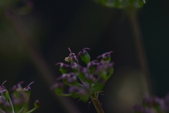 Peucedanum cervaria