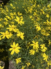 Coreopsis verticillata
