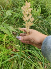 Calamagrostis epigejos