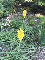 Kniphofia