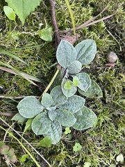 Antennaria plantaginifolia