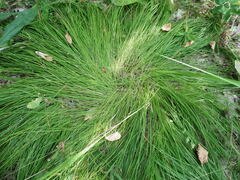 Carex montana