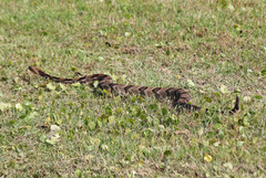 Crotalus horridus