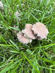 Inocybe albodisca