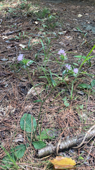 Elephantopus tomentosus